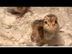 Hatching out little baby birds! - YouTube