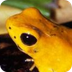 Golden Poison Dart Frogs, Gold