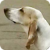 Porcelaine Dog Breed Informati