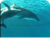 dolphin acquarium
