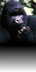 primates.com : great apes : go