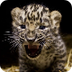 Amur Leopard Species Survival