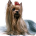 Australian Silky Terrier