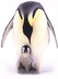The Emperor Penguin 
