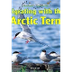 eBook Arctic Tern Migration