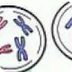 Mitosis vs. Meiosis
