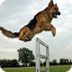 Training a Dog