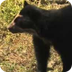 Spectacled Bear Conservation S