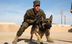 7 Dog Breeds in Military