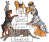 Dog Coat Colour Genetics