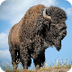 Bison and Prairie Dogs - Grass