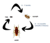 Life Cycle of A Cockroach