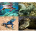 Reptiles Profile