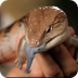 6 Cool Facts about Blue-Tongue