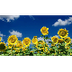 Sunflower Growing Stages - ani