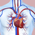 Notable Cardiovascular System