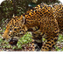 Wildlife Conservation Society