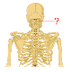 Anatomy Skills - Bones