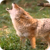 Coyote sounds - YouTube