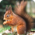 American red squirrel video 
