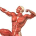 Muscular System Video