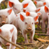 Little pigs Jigsaw Puzzle