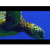 Sea Turtle Migration Video