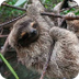 Pygmy three-toed sloth videos,