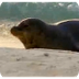 Monk Seals