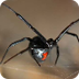 Black Widow Spider Facts for K