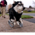 Derby the dog: 3D Printed Legs