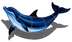 Bottlenose Dolphin Shadow Swim