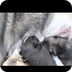 Puppy Paws Episode 1 - YouTube