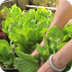 Growing Lettuce - YouTube