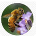 Bees, Honey and Nectar