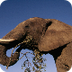 African Elephant | Species | W