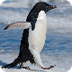 Adélie Penguins Info