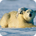 Fact Monster: Polar Bears