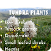 Tundra Plants