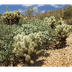 Desert Plants - Cactus - Wildf