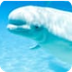 Beluga Whale Cam
