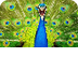 Peacock Picture