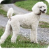 Poodle Dog Breed Information -