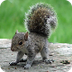 Baby Squirrel Video