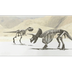 Tyrannosaurus Rex vs. Tricerat