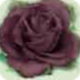 Black Rosa