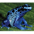 Poison Dart Frog Fact Sheet - 