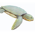 Turtle Evolution - The Story o