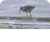 Willet foraging in surf - YouT