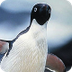 Penguin InfoBook | SeaWorld Pa